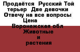 Продаётся! Русский Той терьер! Две девочки! Отвечу на все вопросы! › Цена ­ 6 500 - Воронежская обл. Животные и растения » Собаки   